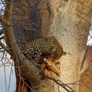 Ruaha National Park Ruaha National Park