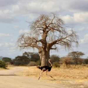 Tarangire National Park Tarangire National Park