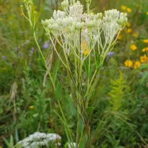 Ovate-leaved Plantain