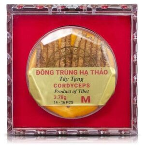Alternative view of CORM1 - Cordyceps Tibet 3.78 Gram Medium 🎁