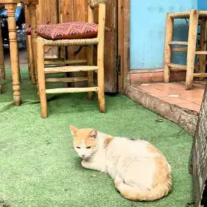 travelinstyle Marrakesch cat