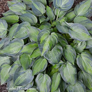 Read more about the article 3 TIPS FOR DIVIDING PERENNIALS