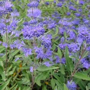 Read more about the article Rather Than Knock Outs Plant These