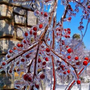 Read more about the article Ice and Snow Storms in the Garden
