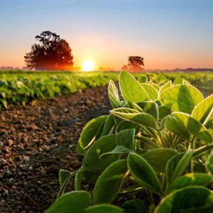 Agricoltura