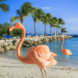 Aruba Low Cost 2025