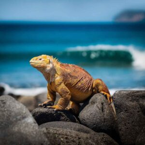 Viaje a las Islas Galápagos 2025