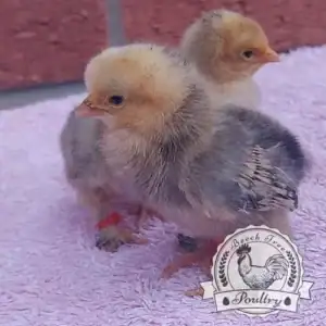 6 x Lucky Dip Bantam Hatching Eggs - Mixed Breed Selection for Sale