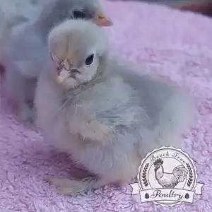 6 x Lucky Dip Bantam Hatching Eggs - Mixed Breed Selection for Sale