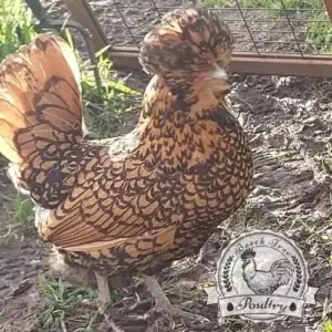 6 x Lucky Dip Bantam Hatching Eggs - Mixed Breed Selection for Sale