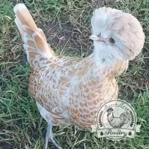 Polish Bantam Hatching Eggs UK – Fresh fertile eggs ready for incubation