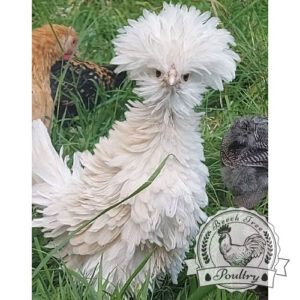 white frizzle poland hatching eggs