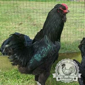 Show Quality Black Araucana Hen producer of blue eggs