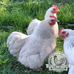 Mix-Pekin-Hatching-Eggs-for-sale-uk