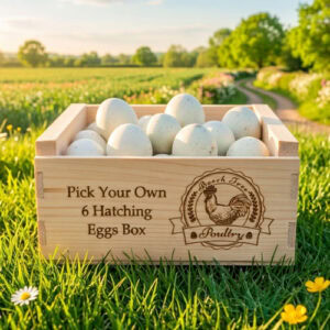 Pick Your Own 6 Premium Hatching Eggs Box