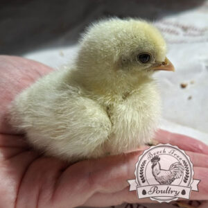 Pilkies-Rare-Pekin-x-USA-Silkie-Hatching-Eggs