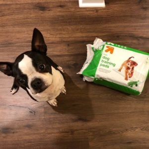 7 Items Every First Time Boston Terrier Owner Needs! Boston Terrier Society.