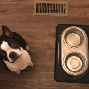 Boston Terrier with diabetes drinking lots of water.