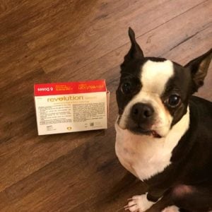 Price of Pet Insurance for Boston Terriers: My Real Example. Boston Terrier Society.