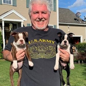 Boston Terrier puppies