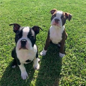 Boston Terrier Puppies