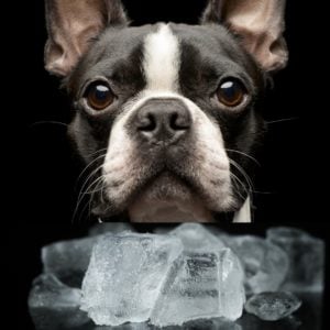 Myth Buster: Is Ice Safe For Dogs? Boston Terrier Society