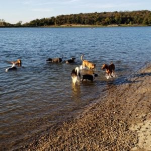 15 Essential Items To Make A DIY Dog First Aid Kit. Bella at the dog park.