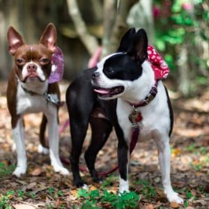 Red Boston Terrier & Black and White Boston Terrier