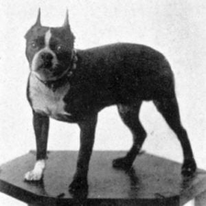 20+ Boston Terrier Vintage Photos From Historical Book