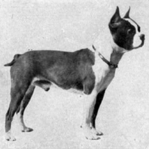 20+ Boston Terrier Vintage Photos From Historical Book