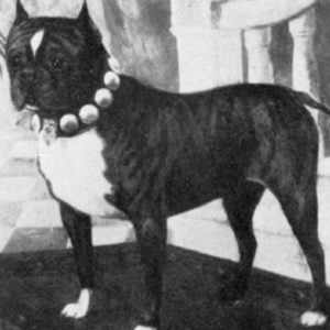 20+ Boston Terrier Vintage Photos From Historical Book