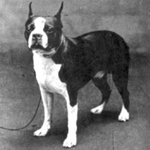 Boston Terrier Vintage Photos From Historical Book