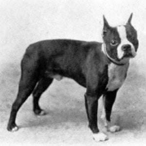 Boston Terrier Vintage Photos From Historical Book