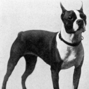 Boston Terrier Vintage Photos From Historical Book