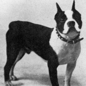 Boston Terrier Vintage Photos From Historical Book