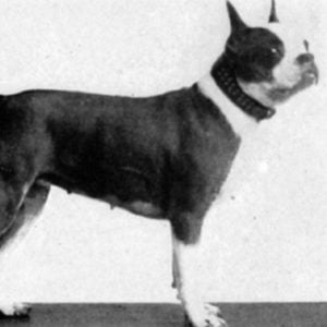 Boston Terrier Vintage Photos From Historical Book