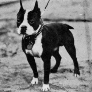 Boston Terrier Vintage Photos From Historical Book