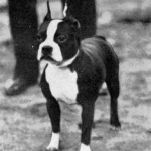 Vintage Boston Terrier Photos