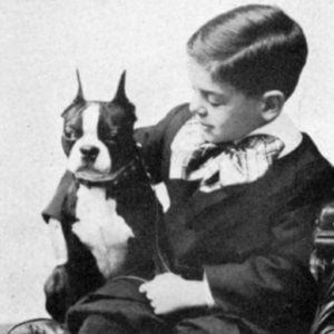 Vintage Boston Terrier Photos