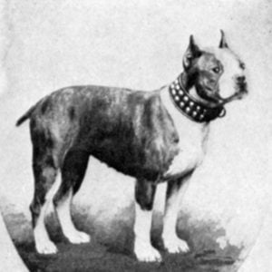 Vintage Boston Terrier Photos