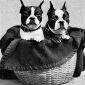 Vintage Boston Terrier Photos