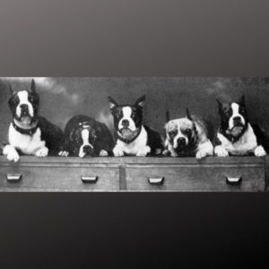 Vintage Boston Terrier Photos