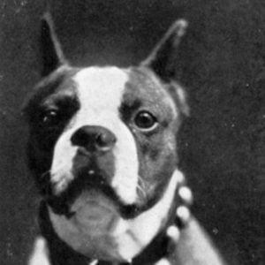 Vintage Boston Terrier Photos