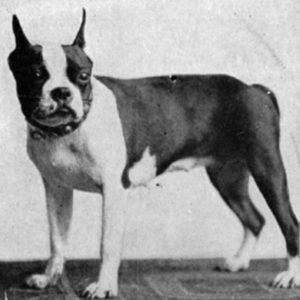 Vintage Boston Terrier Photos