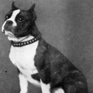 Old boston terrier photo.