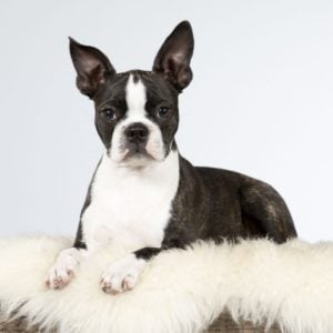 What does a haggerty spot look like on a boston terrier?