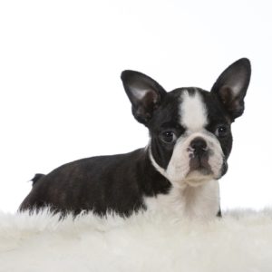 Haggerty Spot: What is it, why does it exist? With Photos. Boston Terrier Society