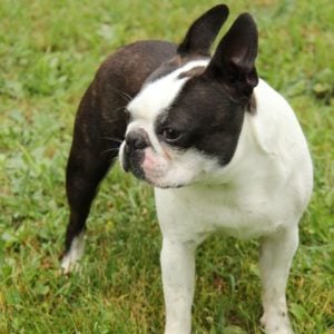 spot on top of a boston terriers head