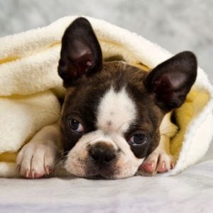 Haggerty Spot: What is it, why does it exist? With Photos. Boston Terrier Society