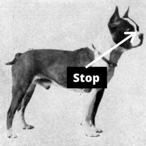 What is a Stop In A Dog